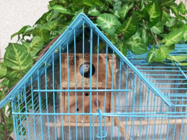 새로운 새 친구